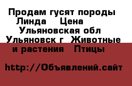 Продам гусят породы “Линда“ › Цена ­ 170 - Ульяновская обл., Ульяновск г. Животные и растения » Птицы   